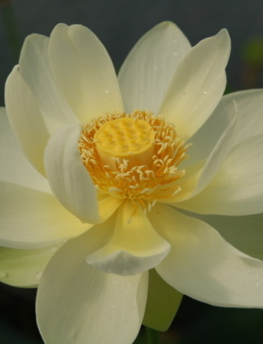 Nelumbo nucifera (wit)