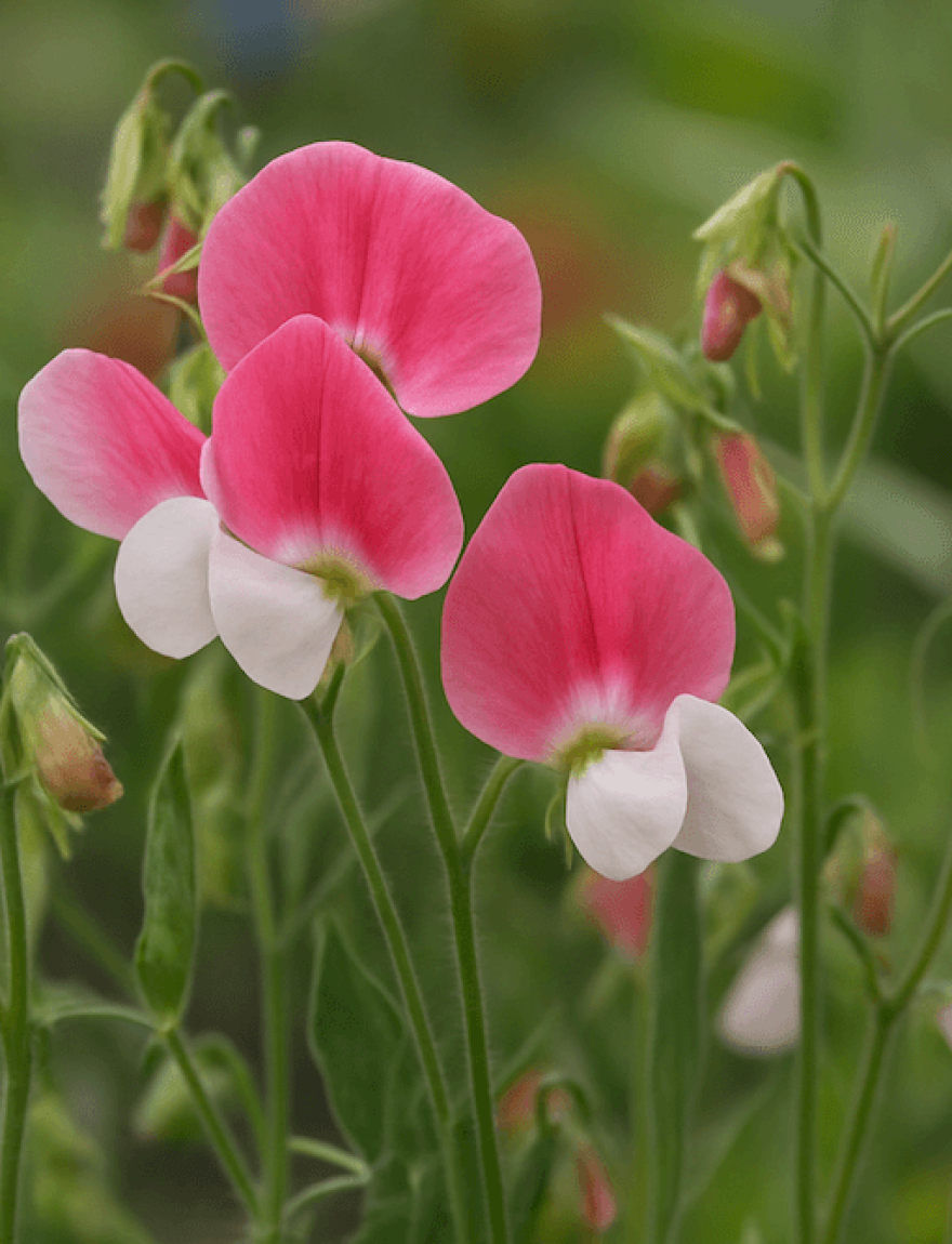 Lathyrus odoratus 'Painted Lady'