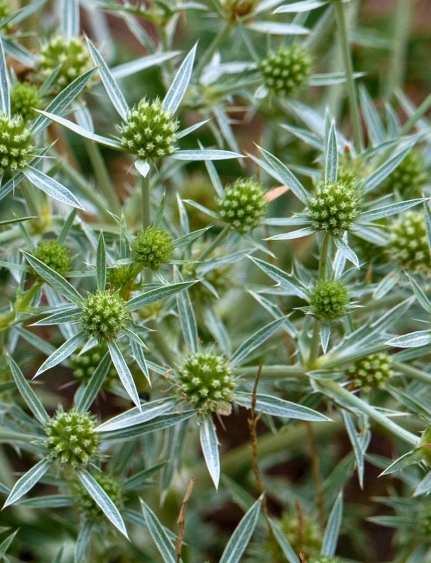 eryngium campestre