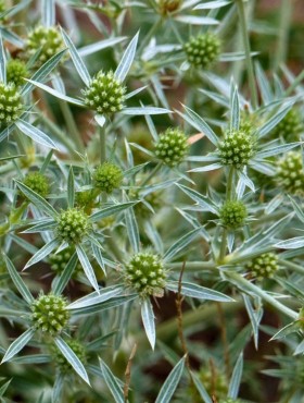 eryngium campestre