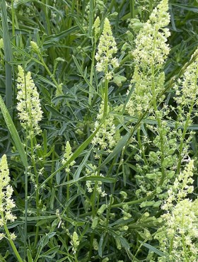 Reseda luteola