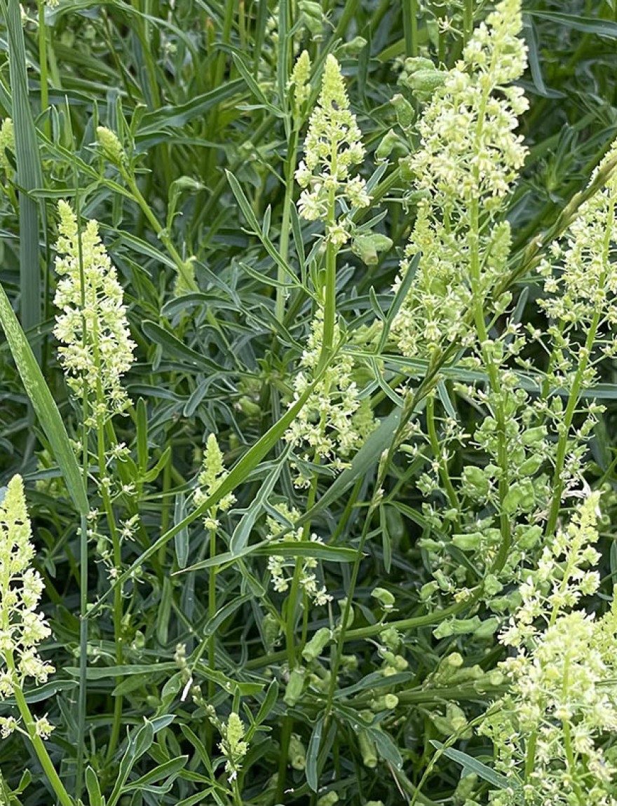 Reseda luteola
