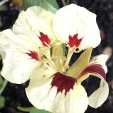 Tropaeolum majus Glorious gleam