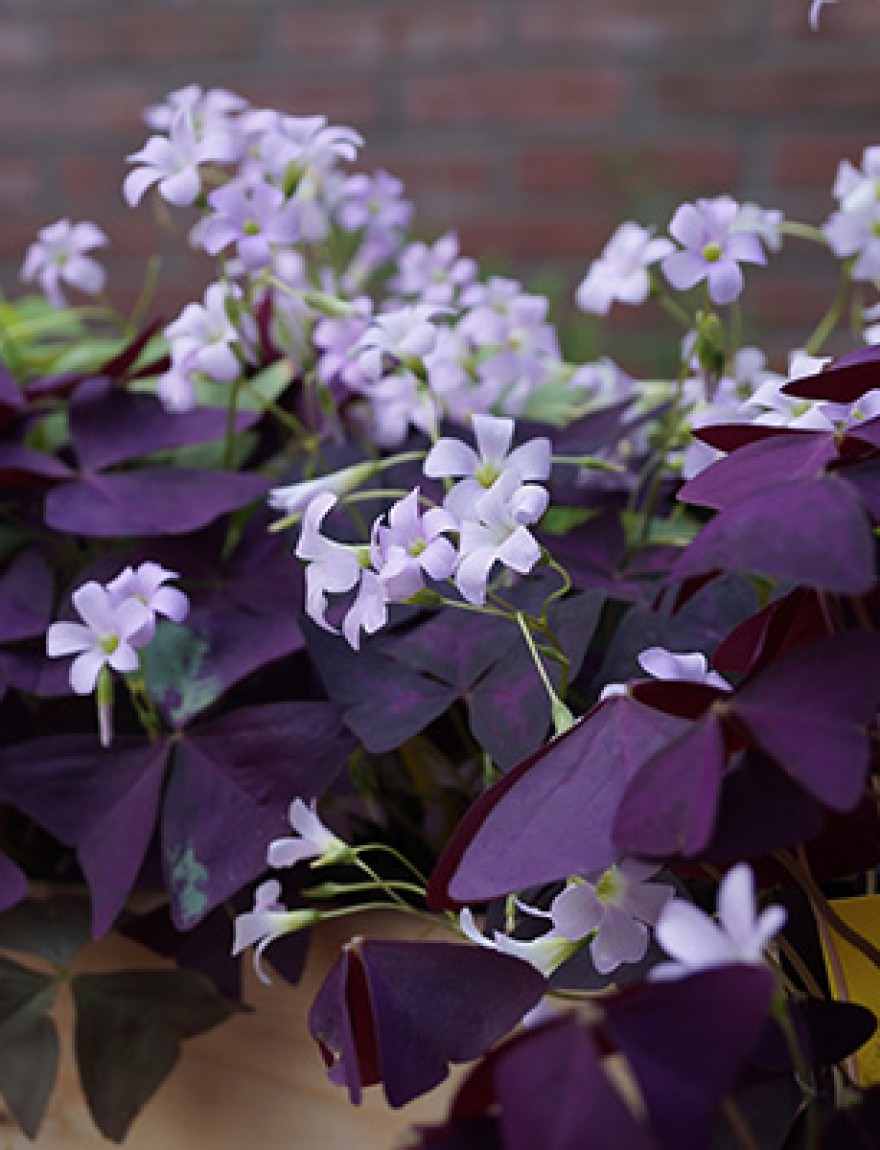 Oxalis triangularis 'Mijke'