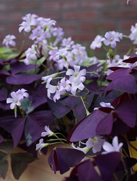 Oxalis triangularis 'Mijke'