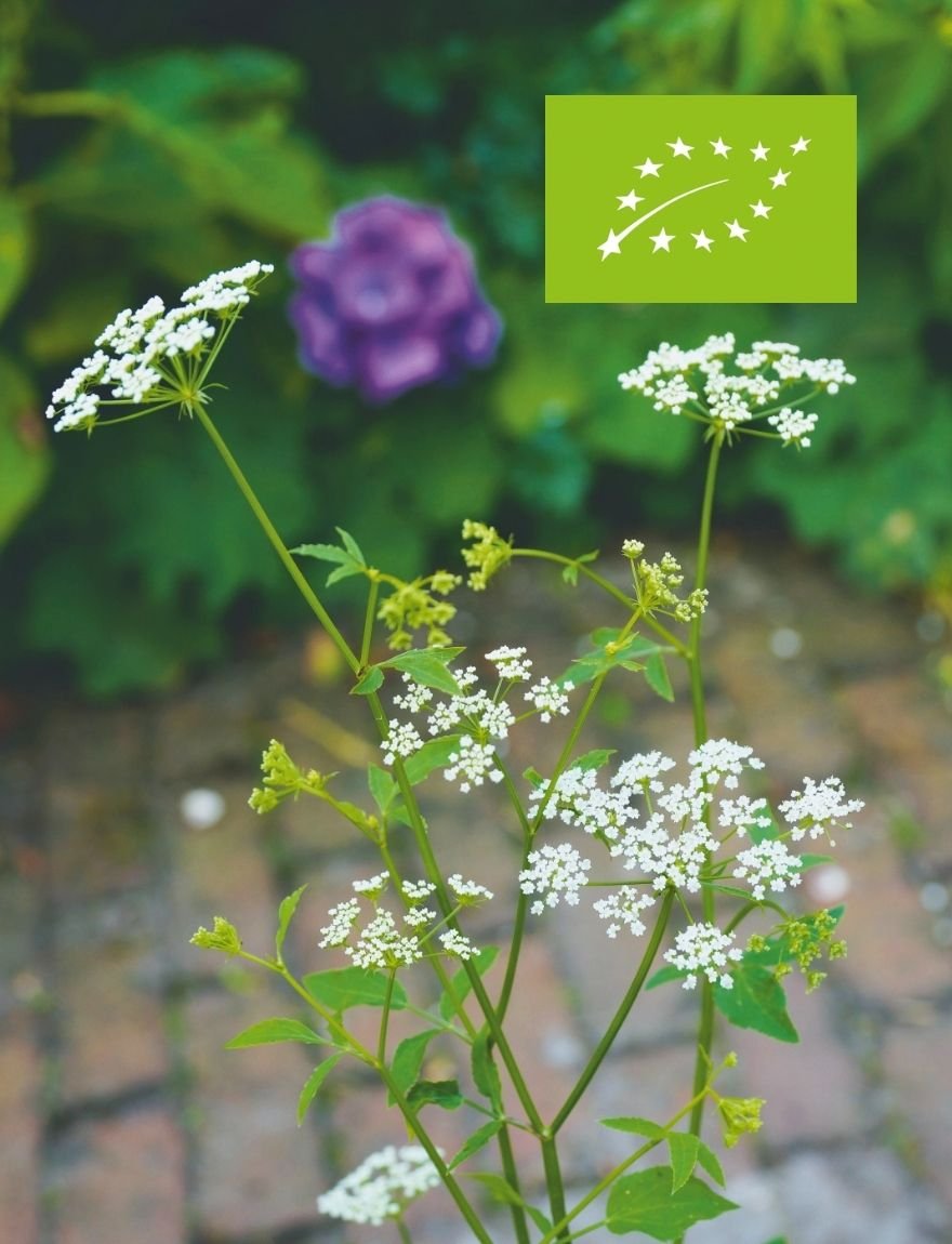 Sium sisarum / suikerwortel