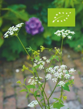 Sium sisarum / suikerwortel