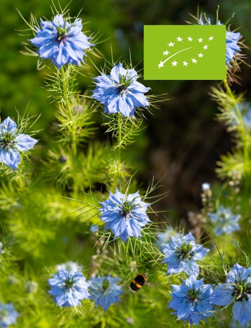 Nigella damascena