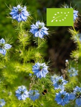 Nigella damascena