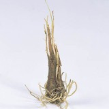 Tulbaghia violacea (uitverkocht)