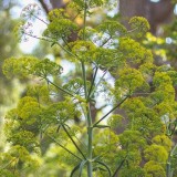 Ferula communis / reuzenvenkel