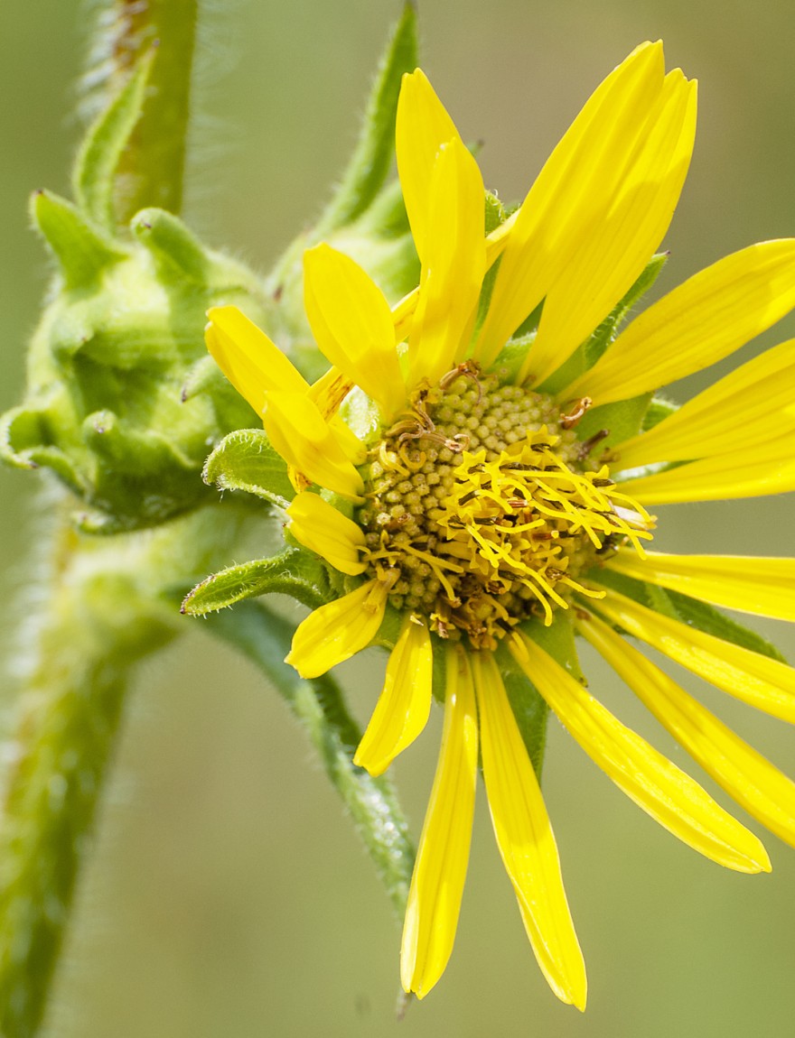 Close up of compass plant, Silphium laciniatum. Wisconsin, USA.