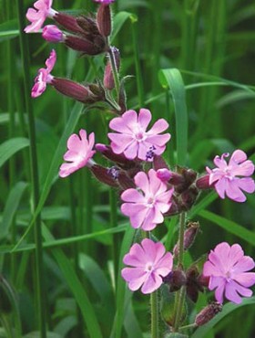 Silene dioica 'Purple Prince'