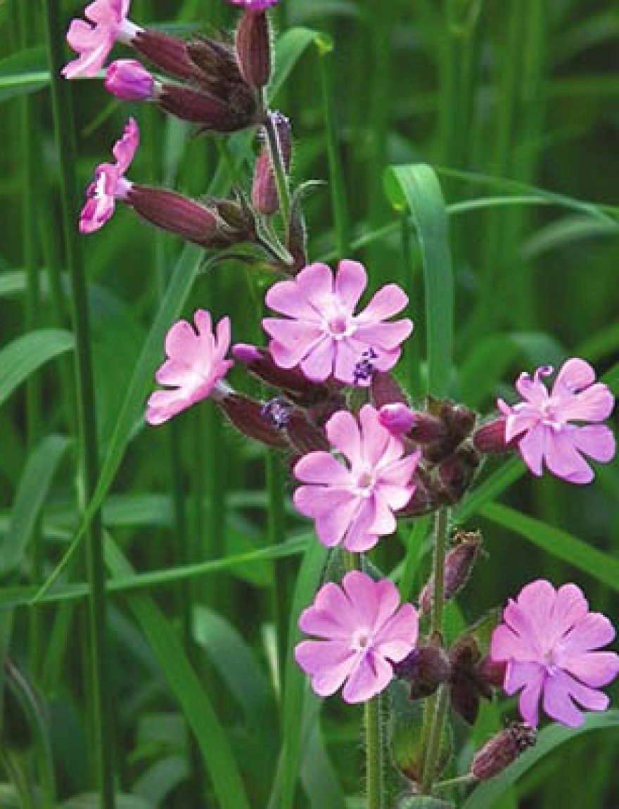 Silene dioica 'Purple Prince'