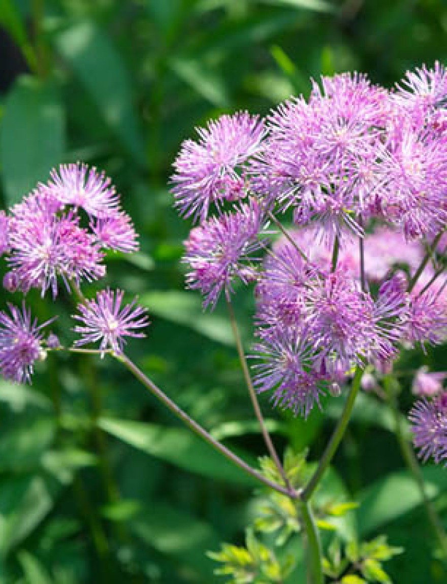 Thalictrum aquilegifolium blooms in the garden