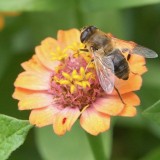 Zinnia elegans 'Button Box Mixture'