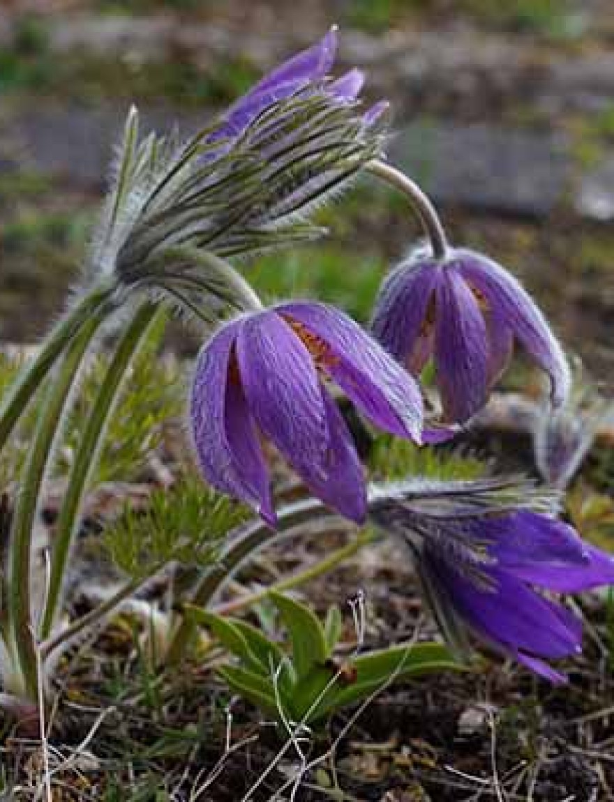 Pulsatilla vulgaris