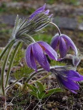Pulsatilla vulgaris