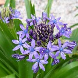 Scilla peruviana / Peruaanse sterhyacint