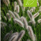 Siertuinpakket (biologisch)