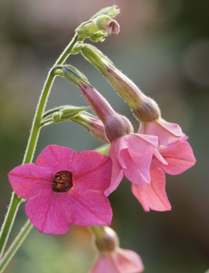 Nicotiana mutabilis