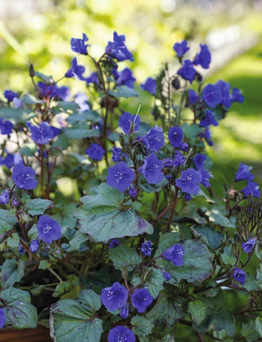 Phacelia campanularia