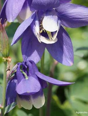 Aquilegia flabellata