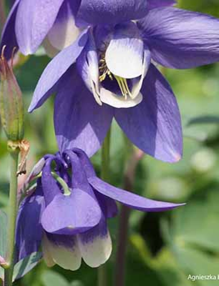 Aquilegia flabellata