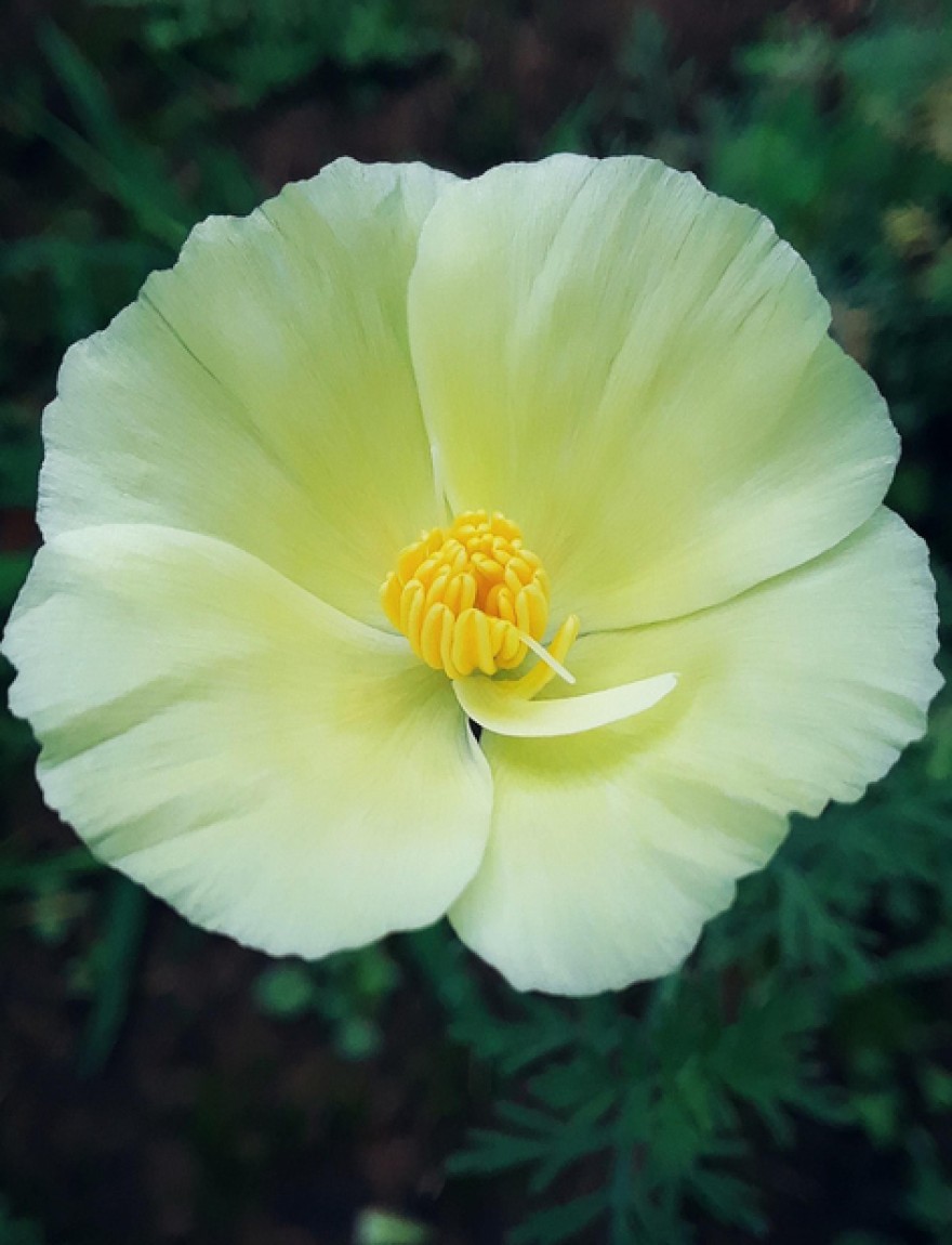 Eschscholzia californica 'Alba' (crèmewit)