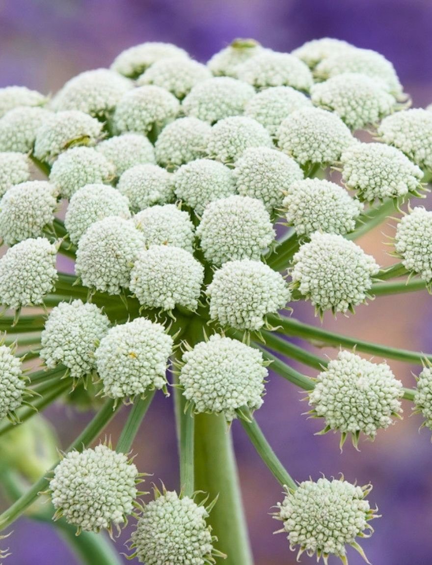 seseli gummiferum