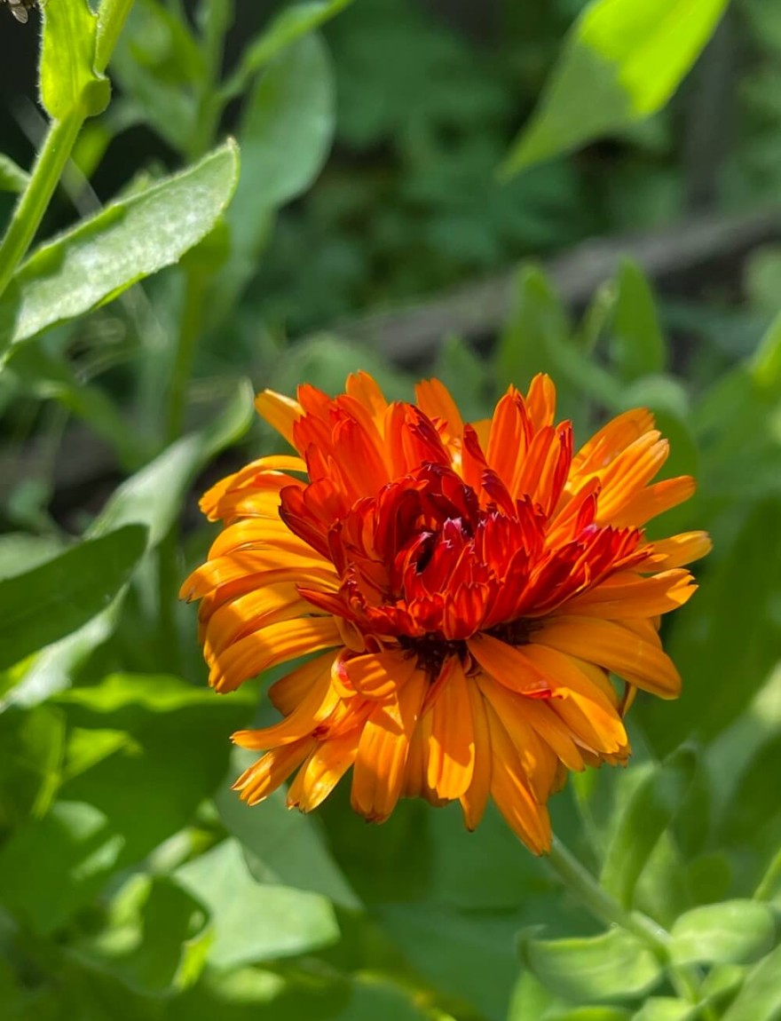 Calendula officinalis 'Indian Prince'
