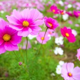 Cosmos 'Radiance'