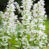 Salvia sclarea