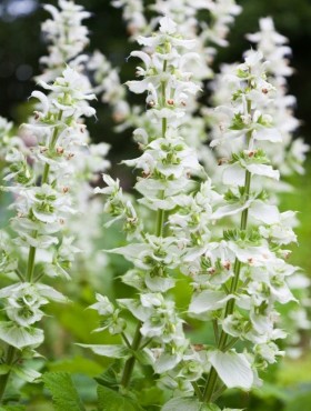 Salvia sclarea
