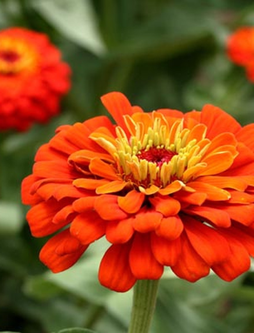 A bright orange zinnia blossom in the flower garden.