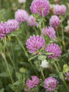 white and purple flowers of Trifolium pratense plant