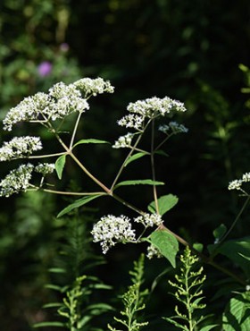 Patrinia villosa (White patrinia) flowers / Valerianaceae perennial plant