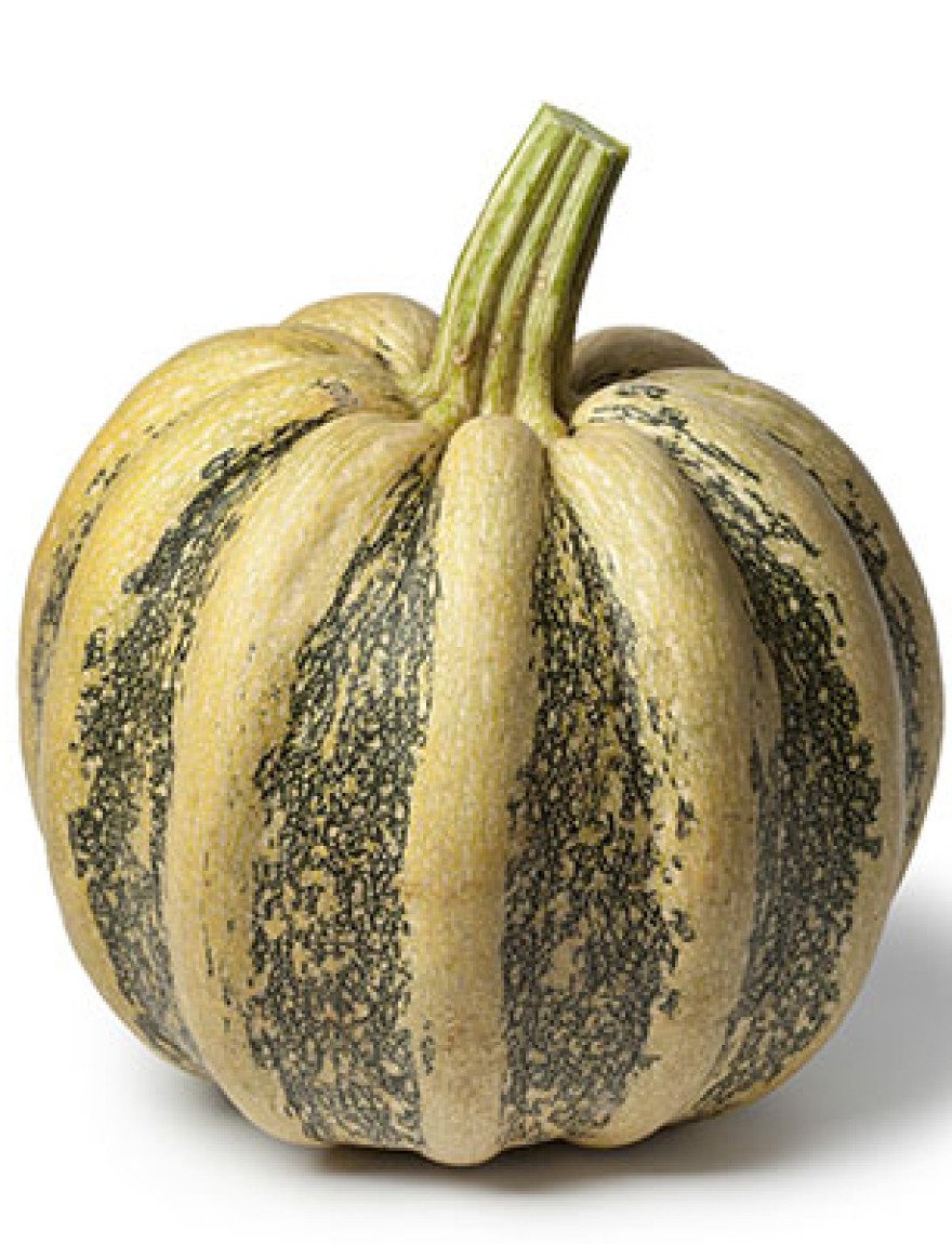 Whole Tonda Padana pumpkin on white background