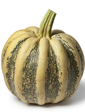 Whole Tonda Padana pumpkin on white background