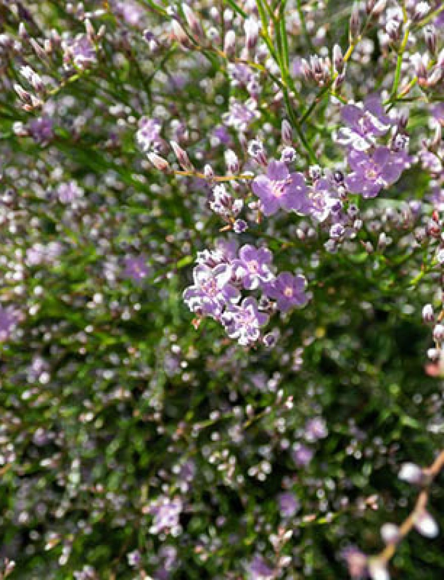Macro shot of lilac lavender five-petalled flowers of wildflower Sea Lavender (limonium latifolium) in sunlight. Beautiful and delicate floral background