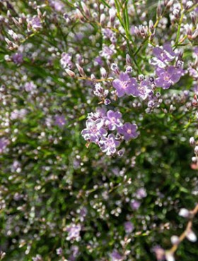 Macro shot of lilac lavender five-petalled flowers of wildflower Sea Lavender (limonium latifolium) in sunlight. Beautiful and delicate floral background