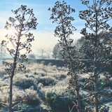 Eryngium paniculatum in de winter
