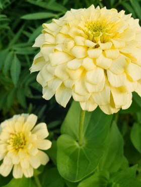 Zinnia elegans 'Isabellina'