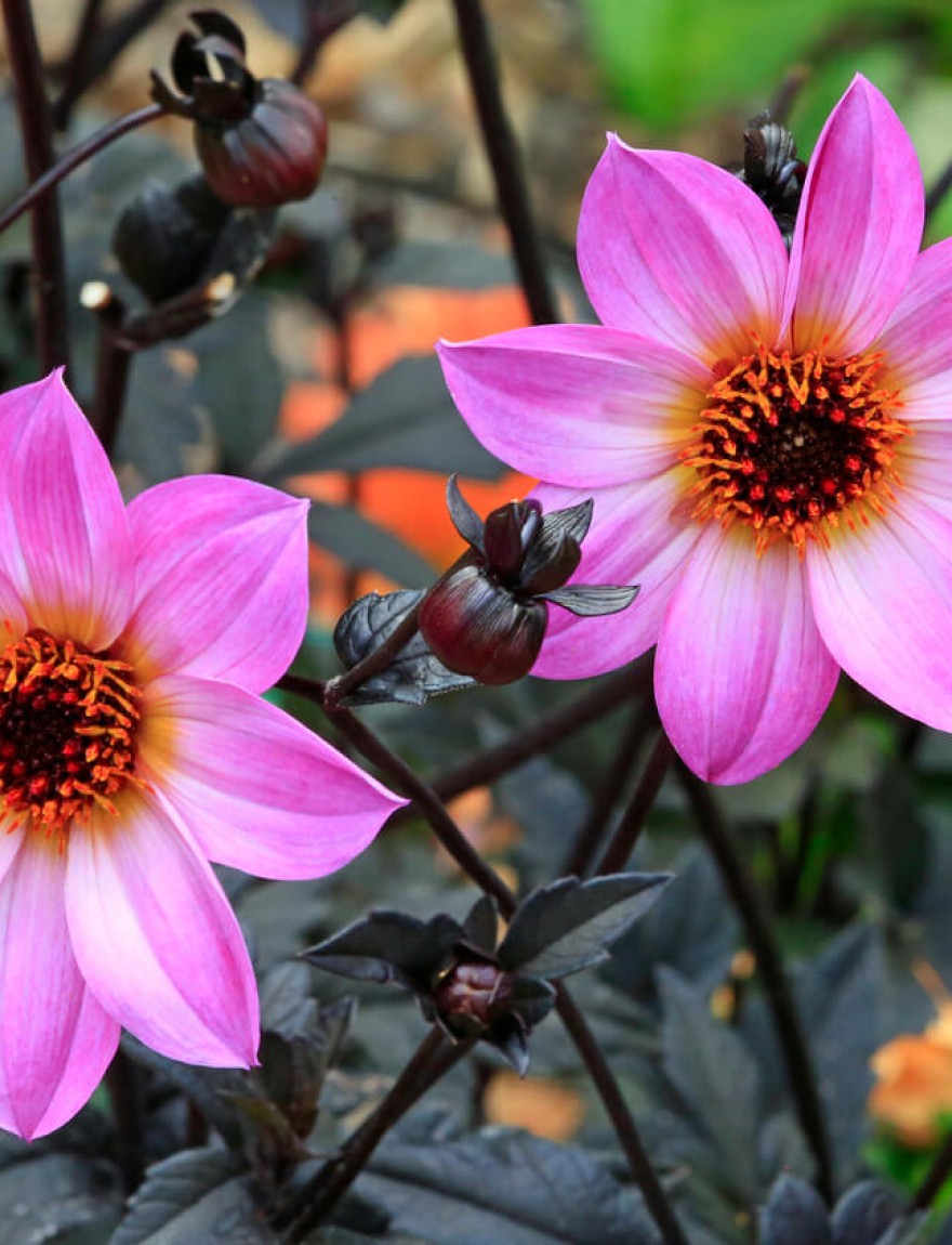 Dahlia Bishop's Children