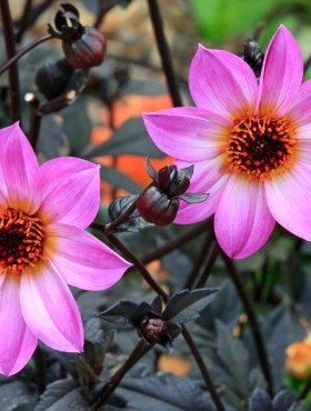 Dahlia Bishop's Children