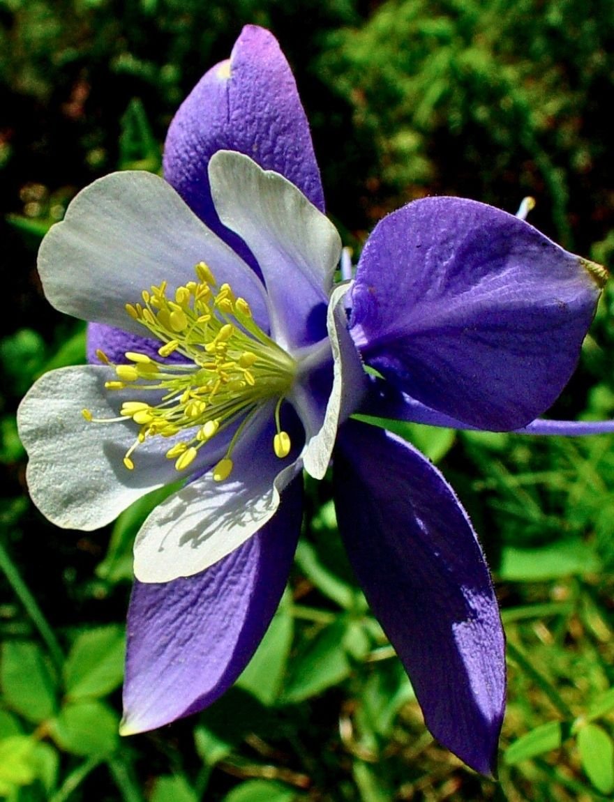 Aquilegia caerulea
