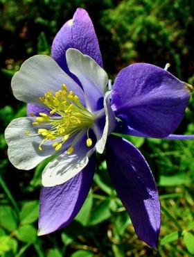 Aquilegia caerulea