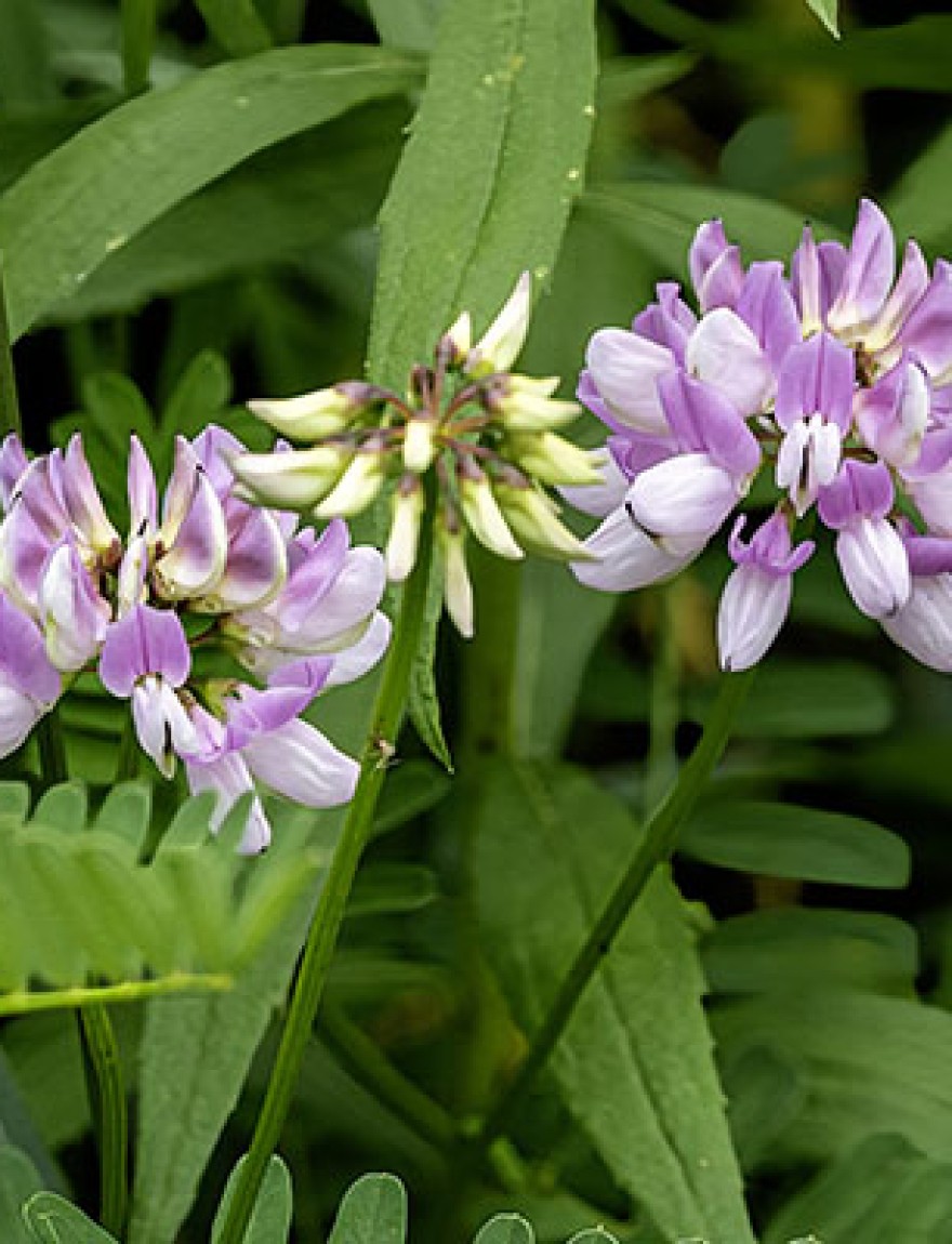 This is a close-up of the flowers of crown vetch, Securigera varia, a pink and white invasive groundcover introduced from Europe and Asia as a cover crop and soil stabilizer.