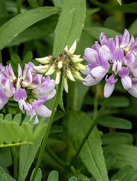 This is a close-up of the flowers of crown vetch, Securigera varia, a pink and white invasive groundcover introduced from Europe and Asia as a cover crop and soil stabilizer.