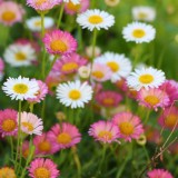 Erigeron karvinskianus